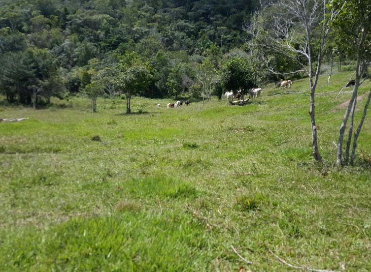 ADAB faz operação em Área de Preservação Ambiental em Santa Cruz Cabrália